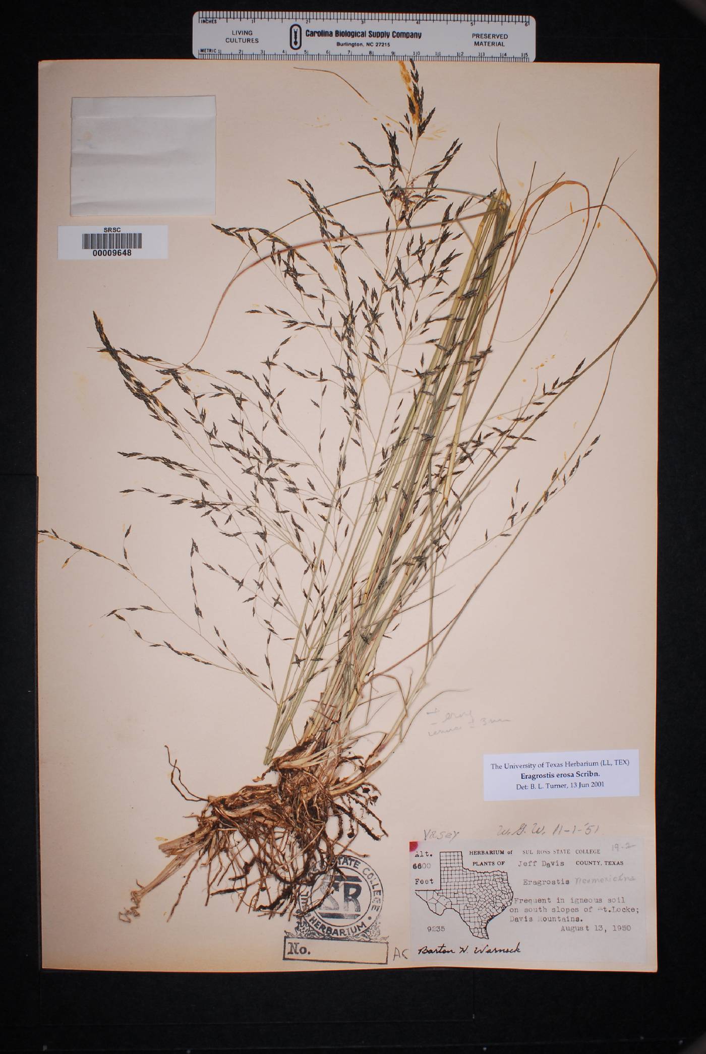 Eragrostis erosa image