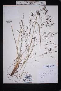 Eragrostis erosa image