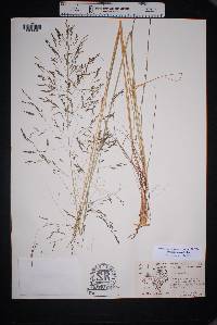 Eragrostis erosa image