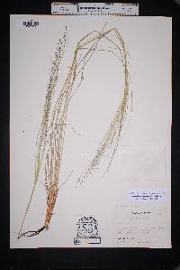 Eragrostis intermedia image