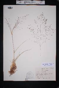 Eragrostis intermedia image