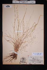 Eragrostis intermedia image