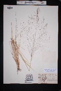 Eragrostis intermedia image