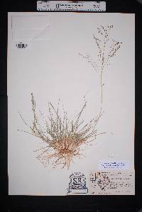 Eragrostis intermedia image