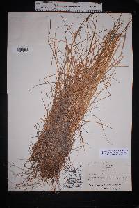 Eragrostis intermedia image