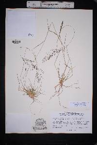 Eragrostis lehmanniana image