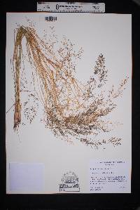 Eragrostis lehmanniana image