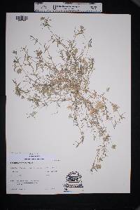 Image of Eragrostis reptans