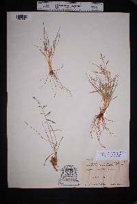 Image of Eragrostis sessilispica