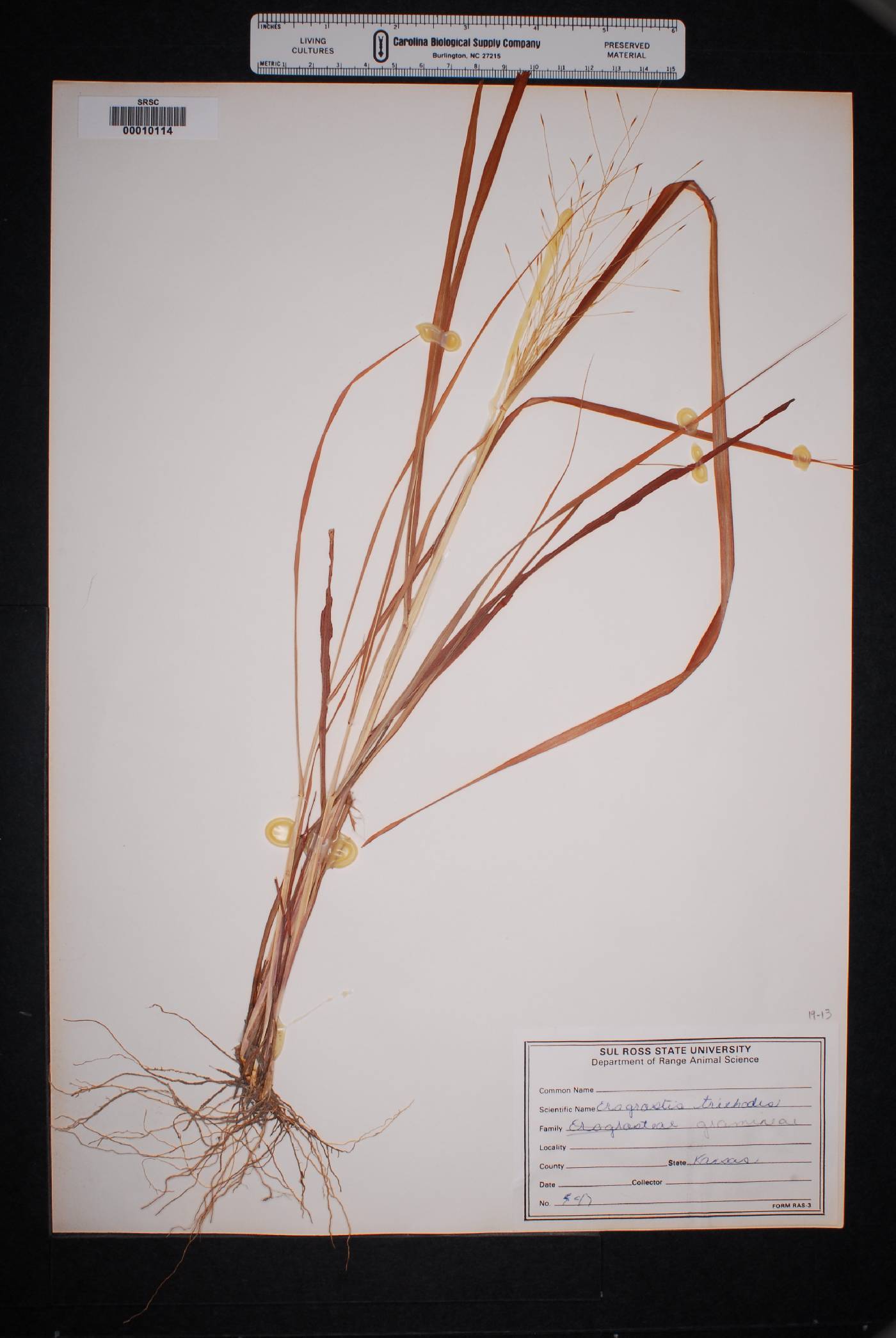 Eragrostis trichodes image