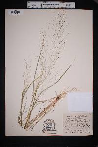 Eragrostis capillaris image