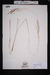 Eragrostis curtipedicellata image