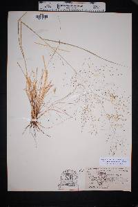 Eragrostis intermedia image