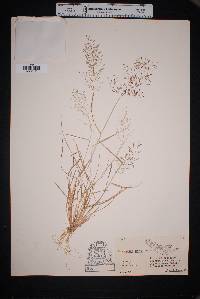 Image of Eragrostis tracyi
