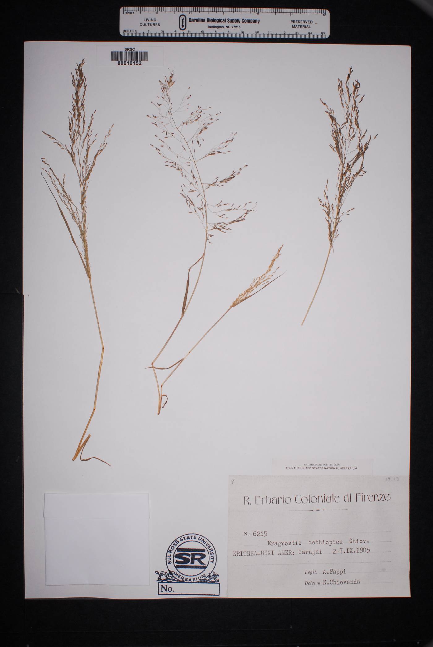 Eragrostis aethiopica image