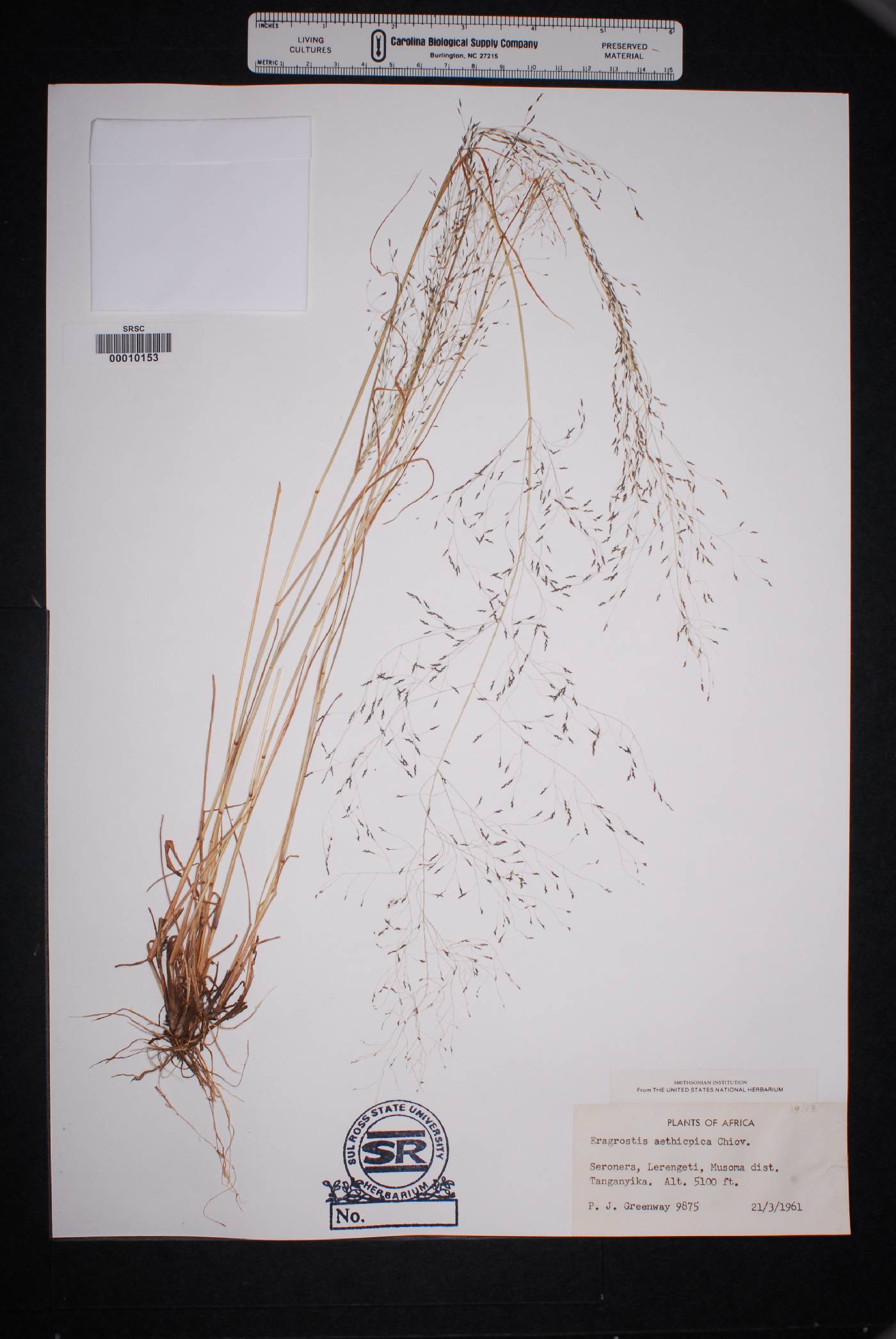 Eragrostis aethiopica image