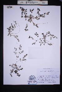 Euphorbia prostrata image