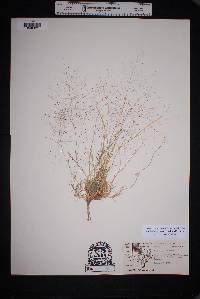 Muhlenbergia arenacea image