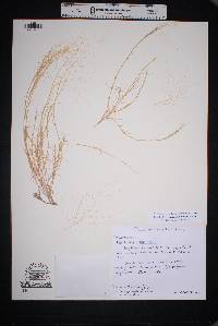 Muhlenbergia arenacea image