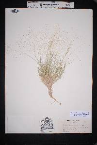 Muhlenbergia arenacea image