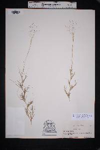 Muhlenbergia arenacea image