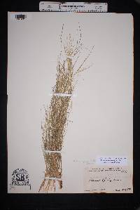 Muhlenbergia arenacea image