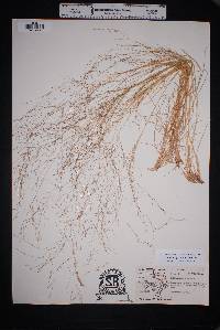 Muhlenbergia arenicola image