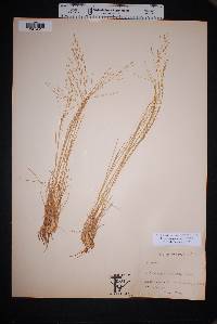 Muhlenbergia arenicola image