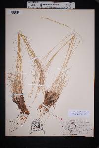 Muhlenbergia arenicola image