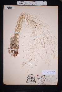 Muhlenbergia arenicola image