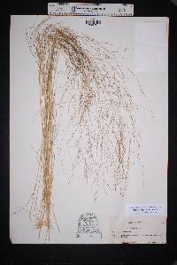 Muhlenbergia arenicola image