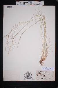 Muhlenbergia arenicola image