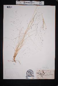 Muhlenbergia arenicola image