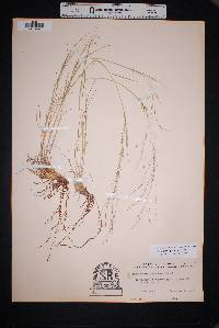 Muhlenbergia arenicola image