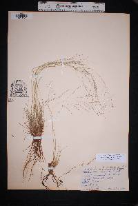 Muhlenbergia arenicola image