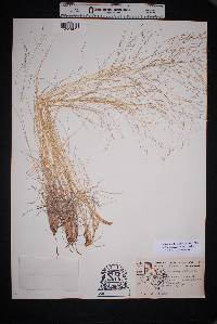 Muhlenbergia arenicola image