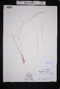 Muhlenbergia arenicola image