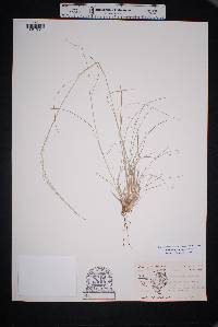 Muhlenbergia arenicola image