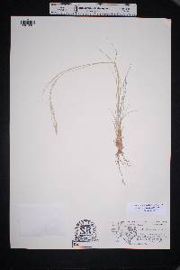 Muhlenbergia arenicola image