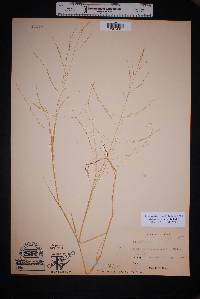 Muhlenbergia arenicola image