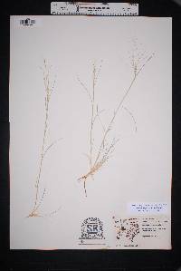 Muhlenbergia arenicola image