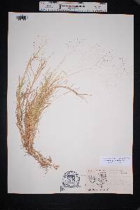 Muhlenbergia asperifolia image