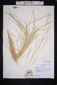 Muhlenbergia asperifolia image