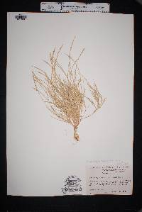 Muhlenbergia depauperata image