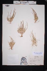 Muhlenbergia depauperata image