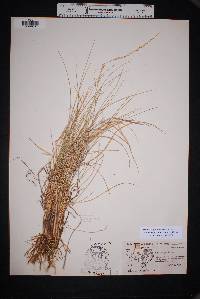 Muhlenbergia dubia image