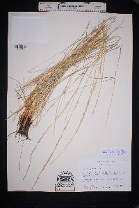 Muhlenbergia dubia image