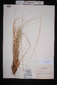 Muhlenbergia dubia image