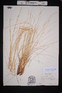 Muhlenbergia dubia image