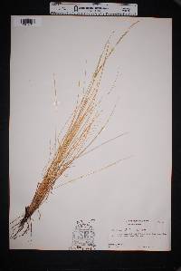 Muhlenbergia dubia image